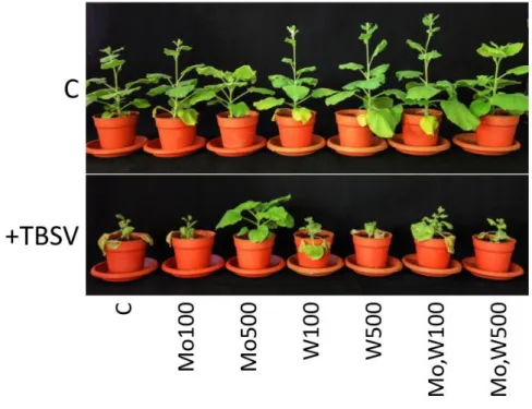 Figure 3. Photos of plants at 22 dpi 
