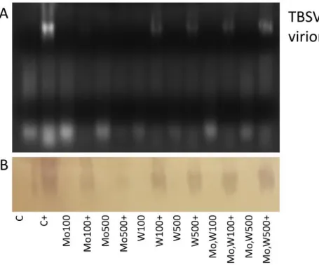 Figure 2. Express method of TBSV detection in plant tissues at 9 dpi. A) TBSV virions in agarose gel