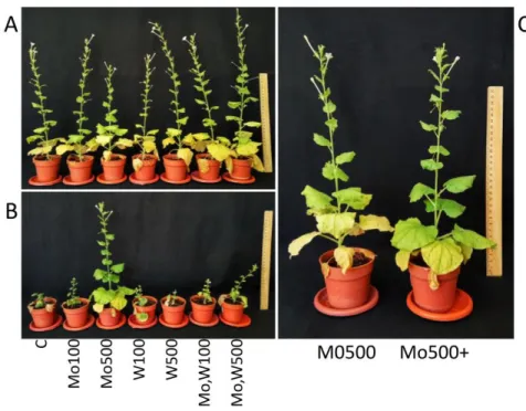Figure 4.  Photos of plants at 45 dpi. A) Healthy plants. B) Plants, inoculated with TBSV transcripts