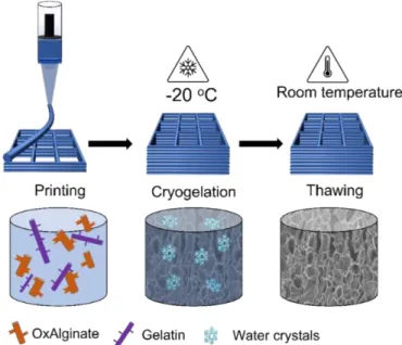 Figure  3.3  depicts  the  process  of  creating  3D  printed  hydrogel  scaffolds  with  large  pores