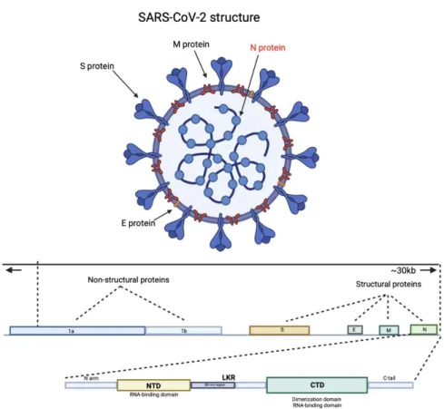 Figure 1. The structure of SARS-CoV-2 virion and its genome.  