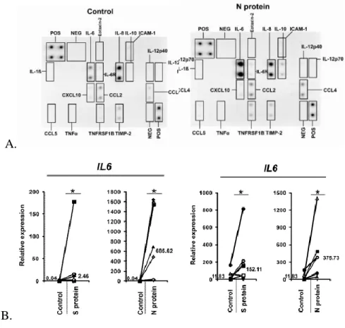 Figure 2. The change in the expression of IL-6 in macrophages and monocytes. (A)The  supernatants of cells incubated in the presence of N protein were analyzed using Human  Inflammatory Array C3 (B) The increase in the expression of cytokines in response t