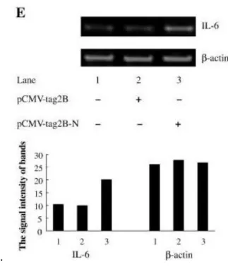 Figure 3. The change in the expression of IL-6 cytokine in alveolar cells. (A) The expression of  IL-6 of the cells transfected with pCMV plasmid containing a sequence for N protein gene was 
