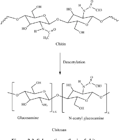 Figure 2.3. Schematic synthesis of chitosan. 