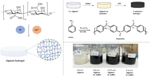 Figure 4.1.1. Schematic diagram of Alginate hydrogel synthesis with different percentages  (% w/v) and the addition of monomer with polymerization scheme when it is soaked into 