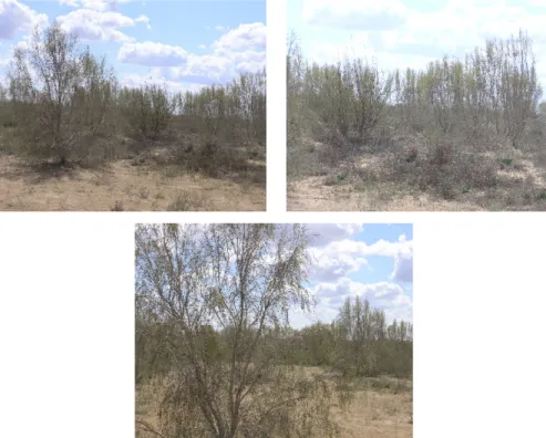 Figure 2 – Influence of modified humic preparations on the plants growth and development 