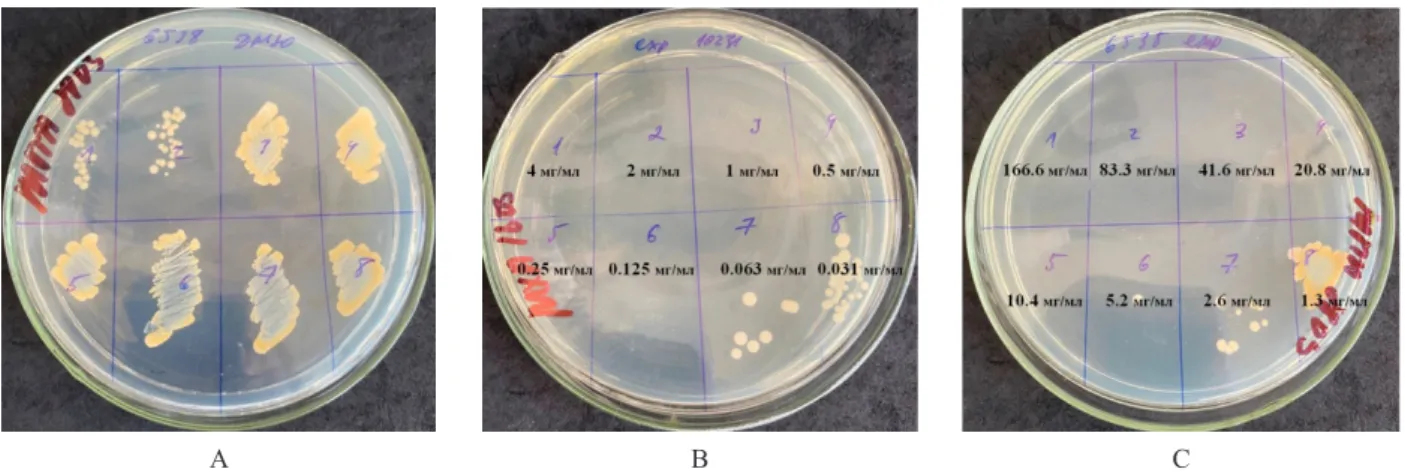 Figure 1 – Antimicrobial activity of studied groups against Staphylococcus aureus ATCC 6538-P strain