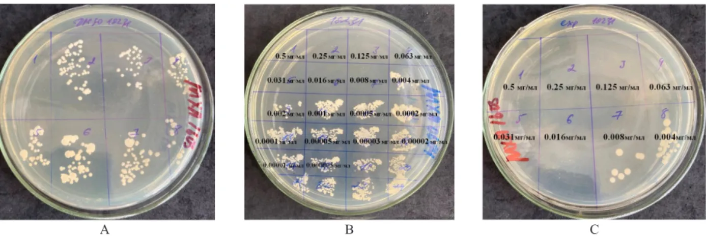 Figure 4 – Antimicrobial activity of studied groups against Candida albicans ATCC 6538-P strain