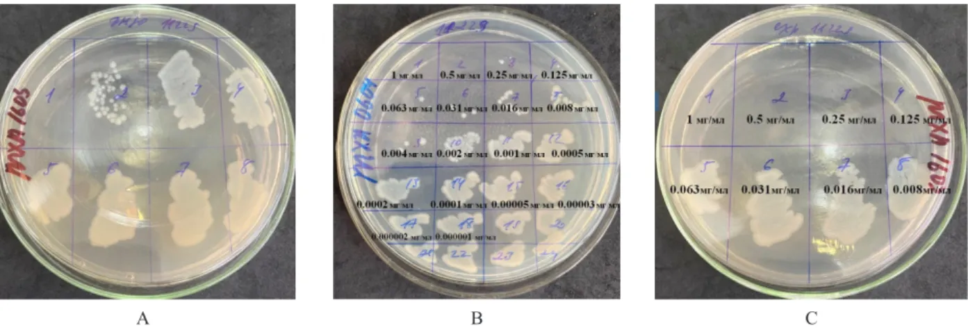 Figure 3 – Antimicrobial activity of studied groups against Escherichia coli ATCC 6538-P strain