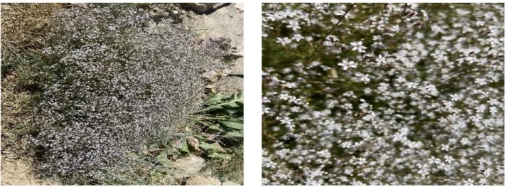 Figure 1 – Allochrusa gypsophiloides' flowering period