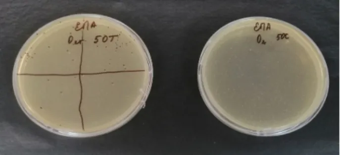 Figure 1 – Lactic acid bacteria were grown   in culture media and the process of counting