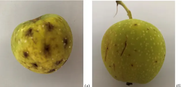 Figure 2. Testing the pathogenicity of E. amylovora on immature apple fruits: (a) inoculated  fruits; (B) control without inoculation 