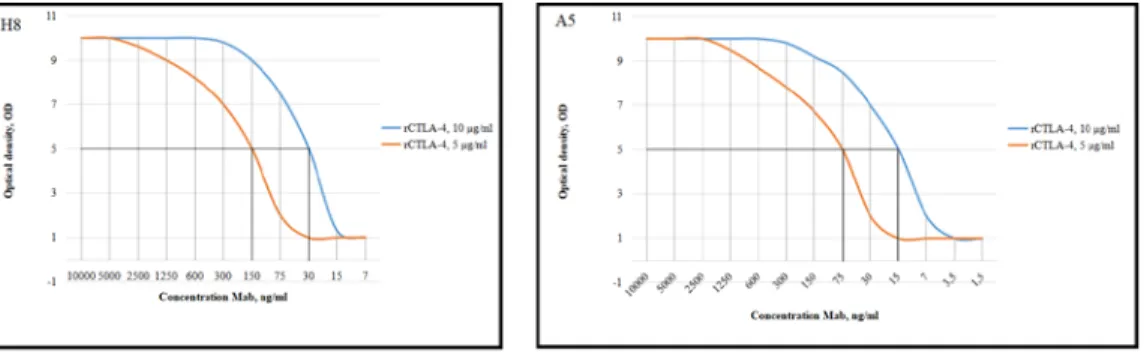 Figure 2. Experimental ELISA curve for anti-rCTLA-4 mAbs at two concentrations of protein  The calculated antibody concentrations (ng/mL) at OD-50 were H8 - 150 and 30; А5 - 75 and 15