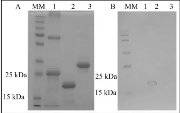 Figure 3. Electrophoresis (A) and Western blot (B) determine the specificity of mAbs to rCTLA- rCTLA-4 protein