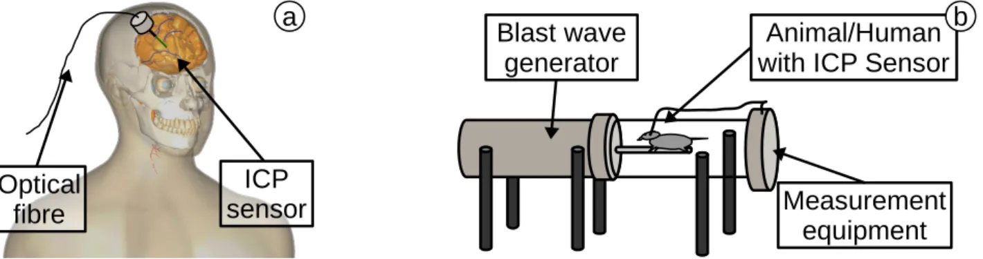 Figure 7. (a) ICP sensor, inserted into brain (created in bodyparts3d [13,14]); (b) schematic of blast wave generator with animal and ICP sensor inside.