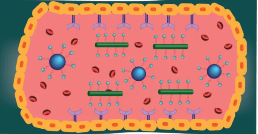 Figure 4. Effects of shape on nanoparticle flow. Spherical nanoparticles move toward the center of  the  flow,  while  the  rod-shaped  nanoparticles  tend  to  attach  to  wall  receptors  due  to  the  different  forces and torques exerted on rods