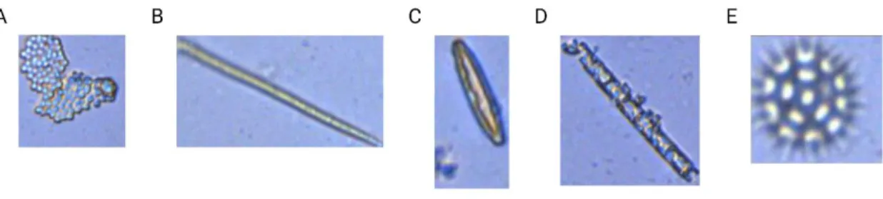Figure 5. Images of Chernyshev Bay’s non-dominant genera found in trace amounts: A) aff