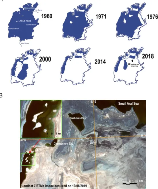 Figure 1. The change of Aral Sea profile: A) change over the last 6 decades (Aladin et al., 2018) B) the  satellite image of Aral Sea territory taken on August 19, 2019, by Landsat 7 (the picture was used with the 