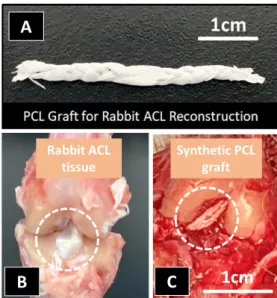Figure 2. The synthetic Polycaprolactone (PCL)  graft (A) for Anterior Cruciate Ligament (ACL)  reconstruction in rabbit animal model