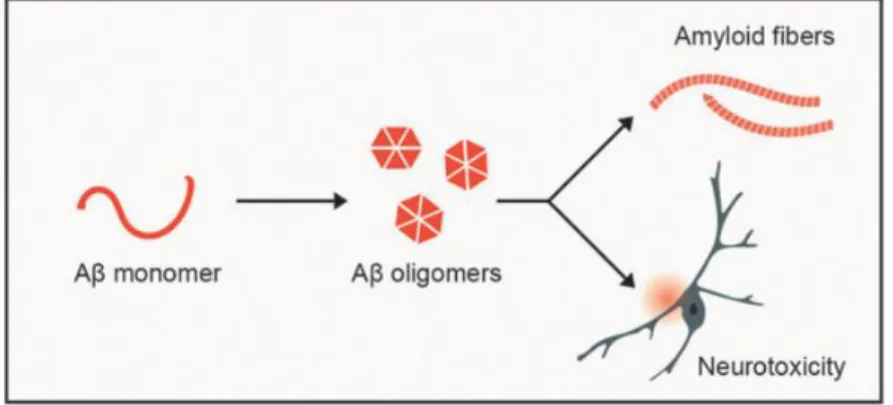Figure 1. Aβ peptides aggregation and AD pathology [adapted from (Magzoub, 2020)]. 