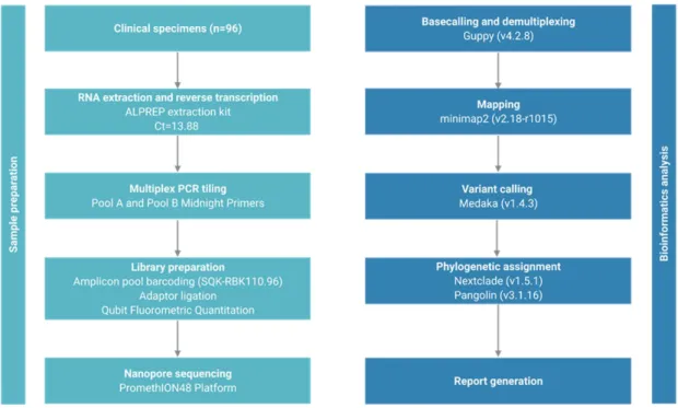 Figure 1.  SARS-CoV-2 whole-genome sequencing and analysis workflow. 