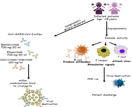 Figure 2. 4 Schematic illustrating the immune system response and therapeutic  combination of anti-SARS-CoV-2 mAbs during infection 