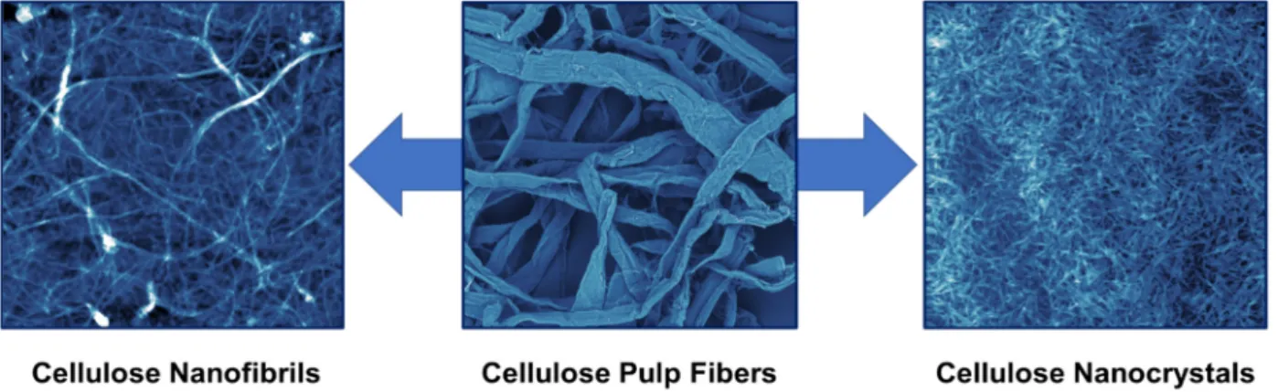Figure 1. From cellulose pulp fibers to CNFs and CNCs. The photo of the cellulose pulp fibers was obtained using a  scanning electron microscope (500 × 500 µm), while those of CNFs and CNCs are atomic force microscopy images (5 × 5  µm)