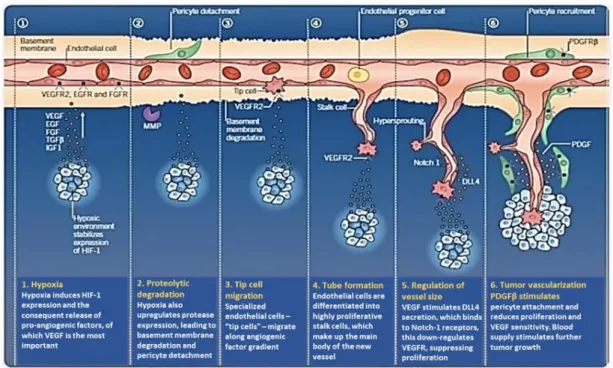 Figure 1:  Angiogenic Process in Cancer (Tocris Bioscience, 2019). 