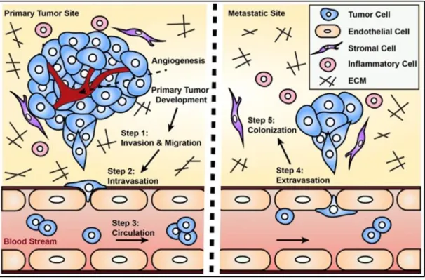 Figure 2: Invasion-Metastasis Cascade (Hapach et al., 2019).  