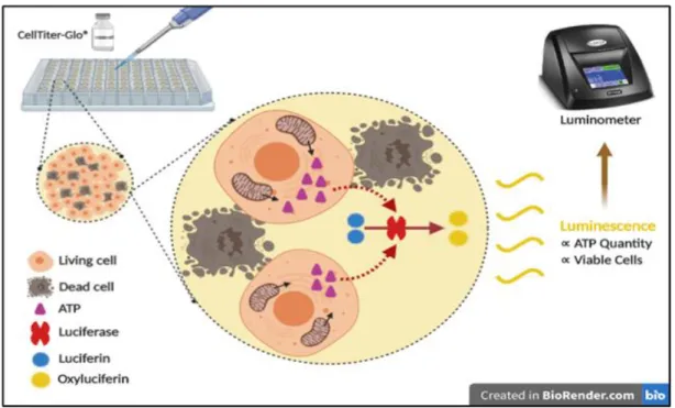 Figure 4: Schematic Representation for the Detection of Viable Cells using CellTiter- CellTiter-Glo® Luminescent Cell Viability Assay