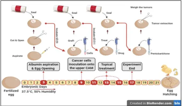 Figure 5: Schematic Representation of the In-Ovo Tumor Growth Assay. 