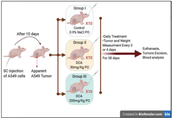 IMPACT OF SODIUM DICHLOROACETATE ALONE AND IN COMBINATION THERAPIES ON ...