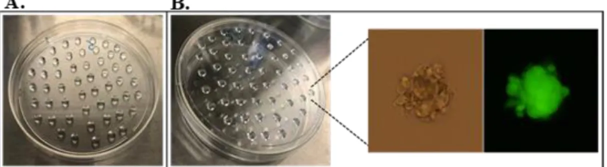 Figure 8: Preparation of Hanging Drops for Spheroid Preparation. (A) Petri dish with  drops before kept them upside down