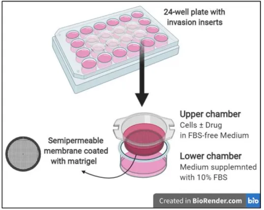 Figure 9: Schematic Representation of the Invasion Chamber Assay. 