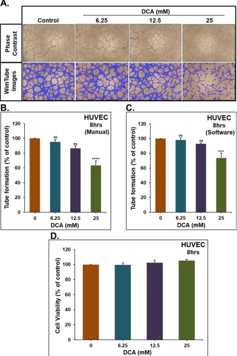 Figure 14: Effect of DCA on the Formation of Capillary-Like Structures by HUVECs  In Vitro