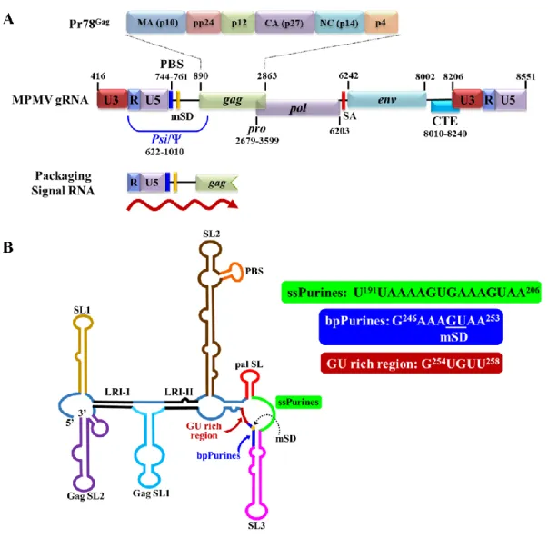 Figure 25: Schematic representations of MPMV genome, organization of the different  domains of full-length MPMV Gag precursor (Pr78 Gag ), and higher order structure of  MPMV packaging signal RNA