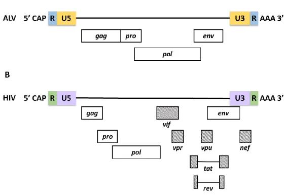 Figure 1: Genome organization of simple and complex retroviruses.  