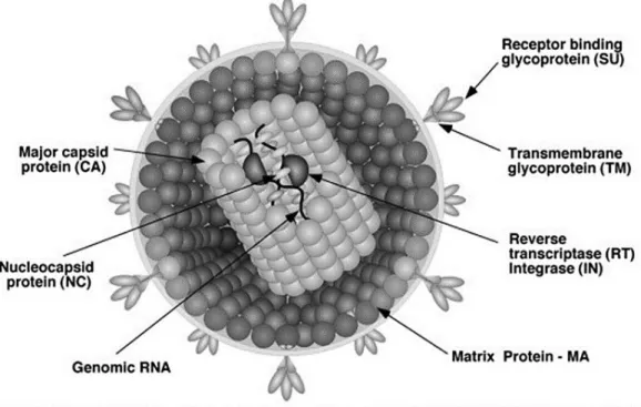 Figure 3: Structure of a retrovirus particle.  
