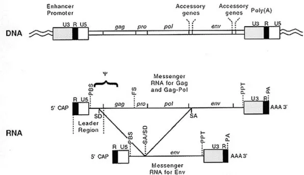 Figure 5: Genetic organization of a generalized provirus. 
