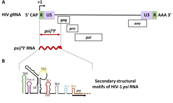 Figure 6: Schematic representation of the HIV-1 genomic RNA, its packaging signal  RNA and secondary structural motifs
