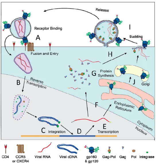 Figure 7: Replication cycle of HIV. 