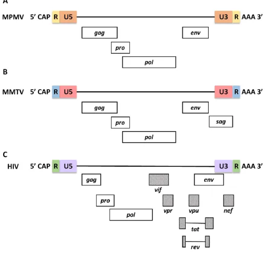 Figure 8: Genetic organization of prototypic beta-retroviruses and lentiviruses. 