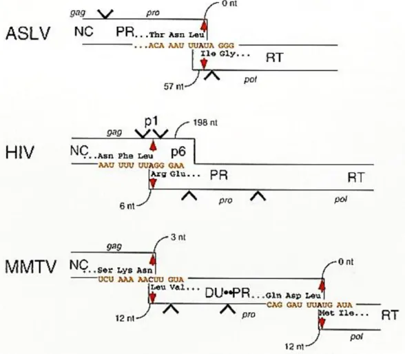 Figure 9: Frameshift suppression in the synthesis of Gag-Pro-Pol. 