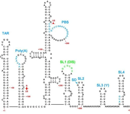 Figure 11: HIV-1 packaging signal RNA structural elements.  