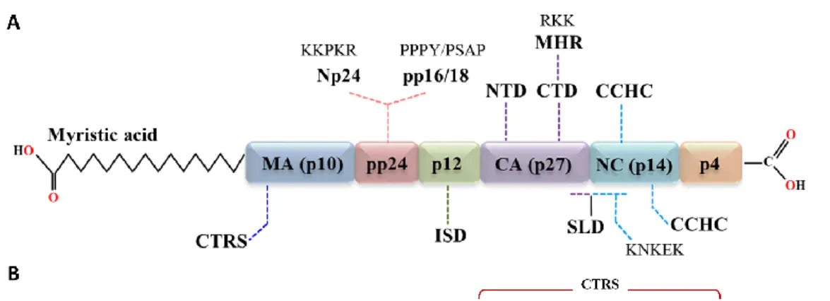 Figure 13: Graphical representation of MPMV polyprotein Pr78 Gag  and its constituent  domains and functional motifs important for viral assembly