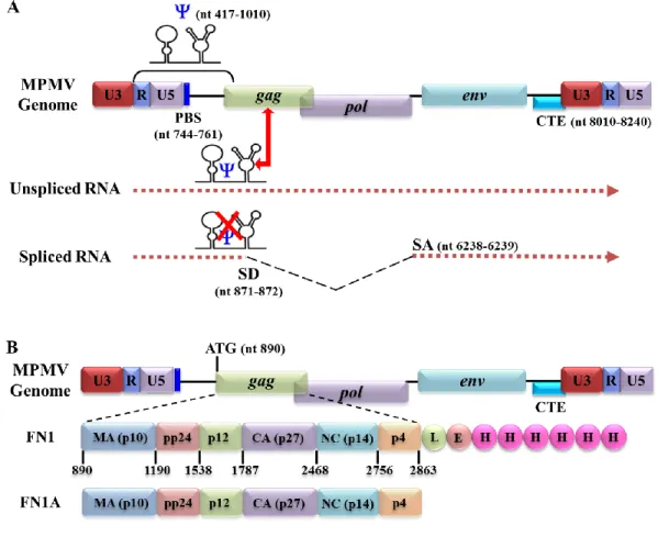 Figure 17: Graphical representation of the mode of selective packaging of gRNA in  MPMV and its precursor polyprotein expressed from vectors FN1 and FN1A