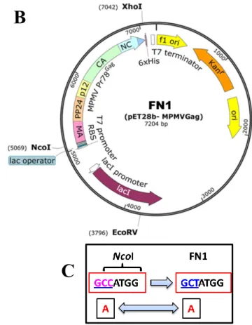 Figure 18: Schematic representation of the construction of the recombinant Pr78 Gag . 