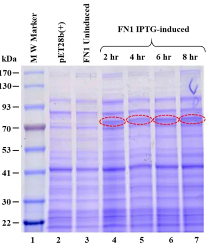 Figure 19: Expression of recombinant Pr78 Gag  in Escherichia coli lysates. 