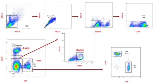 Figure  13:  Gating strategy for spleen hematopoietic cells. After the exclusion of  doublets, debris, and non-viable cells, immune cells were identified using the  pan-hematopoietic marker CD45+ cells were further analyzed for B cells and T cells using  t