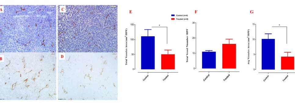 Figure 17: Effect of Ambrisentan treatment on tumor vascularity.  (A-G) Tumor tissues were collected 3 weeks post implantation of 4T1  tumor cells and sections were processed for CD31 staining (A- D)
